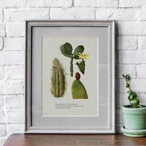 Sukkulenten / Kaktus Druck - VINTAGE Botanischer Druck, Kakteen Illustration, Poster oder Leinwand Druck - Floral / Botanische Kunst #12