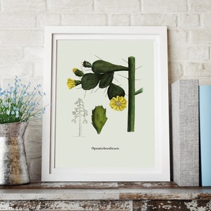 Sukkulenten / Kaktus Druck - VINTAGE Botanischer Druck, Kakteen Illustration, Poster oder Leinwand Druck - Floral / Botanische Kunst #13