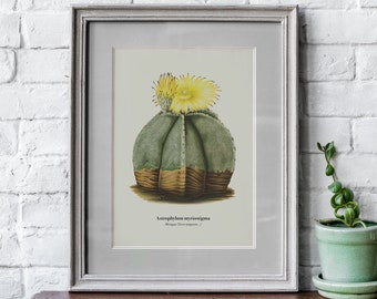 Succulent / Cactus Print - VINTAGE Botanical Print, Cacti Scientific Illustration, Poster or Canvas Print - Floral / Botanical Wall Art #8