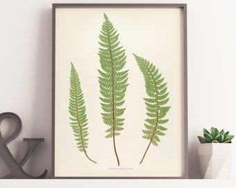 Vintage Fern Leaf Palm Leaf Drawing - VINTAGE Botanical Print, Cacti Scientific Illustration, Poster or Canvas - Floral / Botanical Print