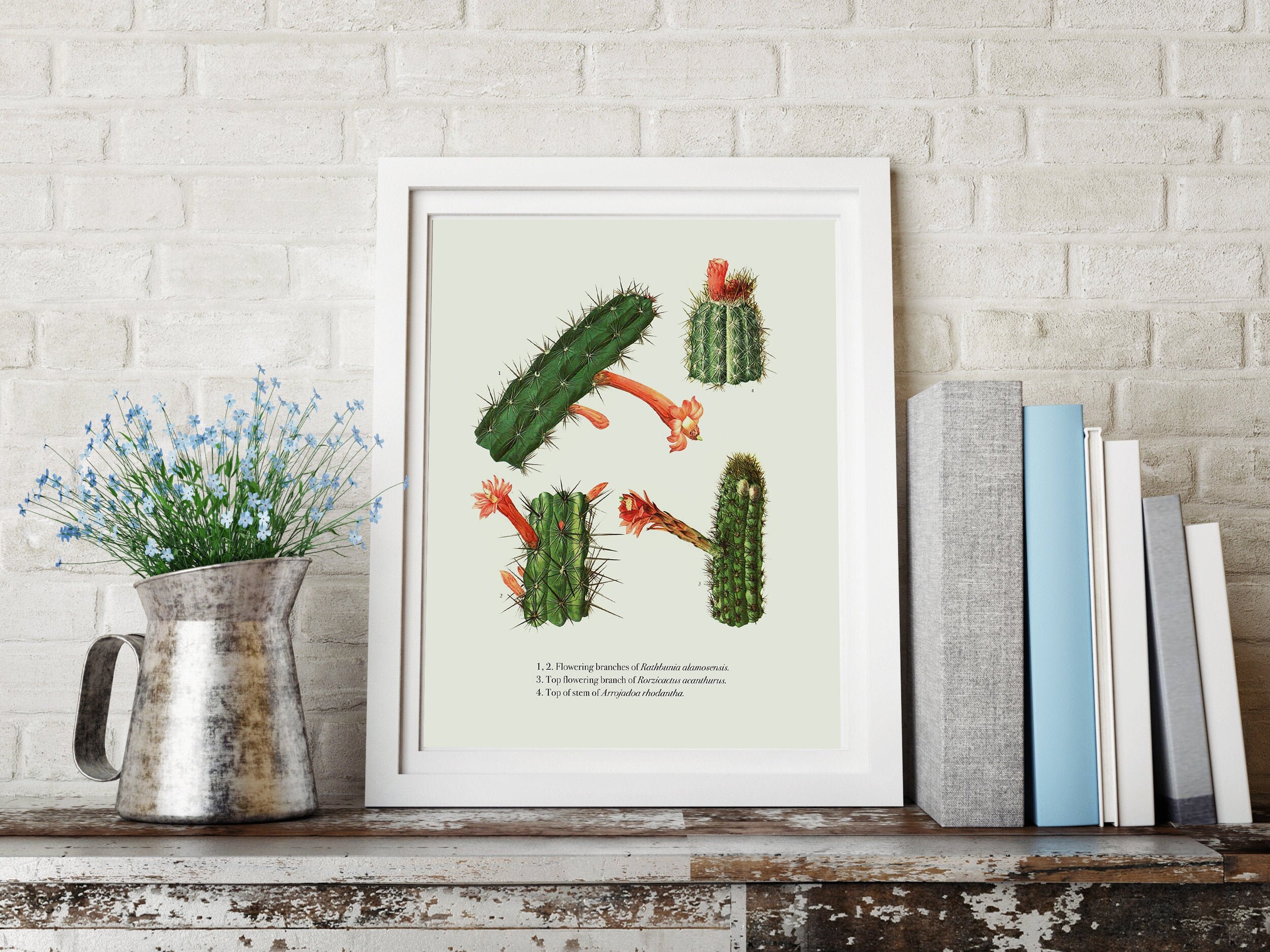Succulent / Cactus Print - VINTAGE Botanical Print, Cacti Scientific  Illustration, Poster or Canvas Print - Floral / Botanical Wall Art #5 - Etsy