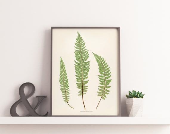 Vintage Farn Blatt Palmenblatt Zeichnung - VINTAGE Botanische Druck,  Kakteen Wissenschaftliche Illustration, Poster oder Leinwand - Blumen /  Botanische Druck - Etsy.de