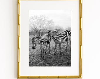 Zebra Photography Print: Black and White Animal Portrait, Safari Wall Art