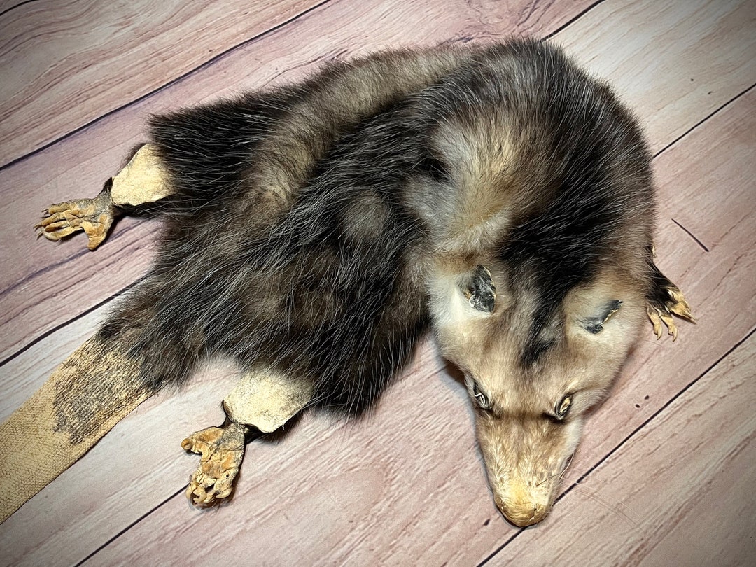 Lifesize Opossum Pelt Complete With Paws Etsy