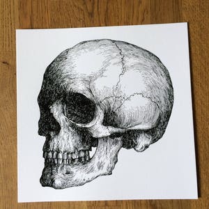 May include: A detailed black and white pen and ink drawing of a human skull, viewed from the side.