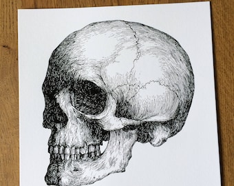 Puede incluir: Un dibujo detallado en blanco y negro a pluma y tinta de un cráneo humano, visto de perfil.