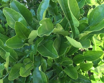 May include: Close-up of a green leafy plant with vibrant green leaves. The leaves are arranged in a dense cluster, creating a lush and textured appearance.