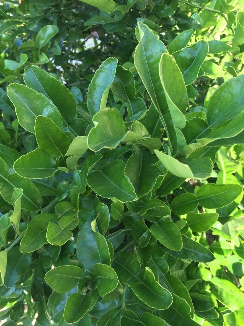 Fresh Kaffir Lime Leaves makrut/thai Lime Leaves Etsy