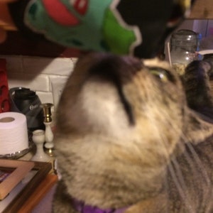 May include: A close-up of a tabby cat wearing a purple collar with a bell, looking up at a green and red plush toy.