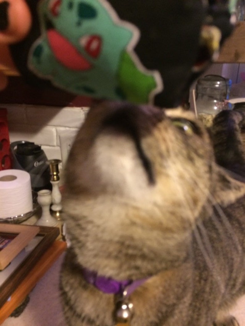 May include: A close-up of a tabby cat wearing a purple collar with a bell, looking up at a green and red plush toy.