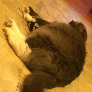 May include: A gray and white cat with a black and green patterned toy lying on a light brown tiled floor.