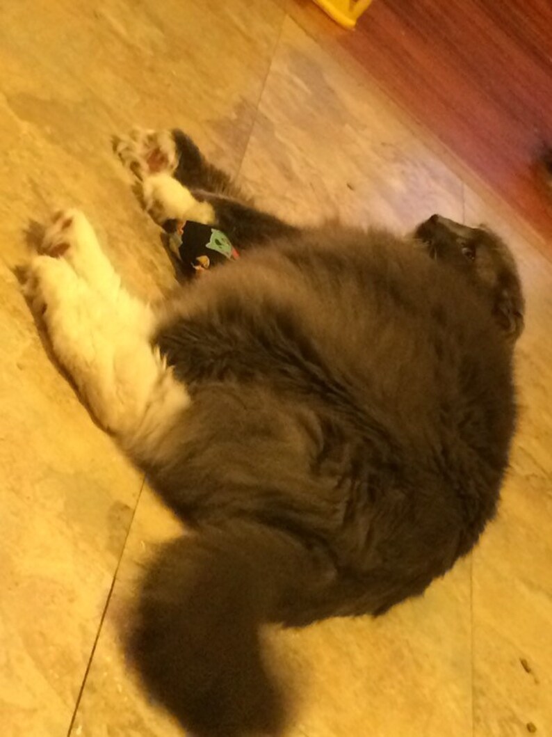 May include: A gray and white cat with a black and green patterned toy lying on a light brown tiled floor.