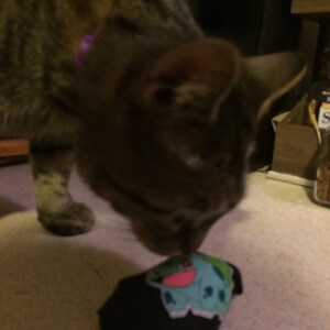 May include: A brown tabby cat with a pink collar is sniffing a black and green stuffed toy with a cartoon character on it. The toy is shaped like a small pillow.