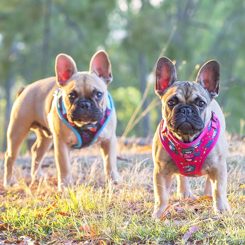 Pink Unicorn Dog Harness / Dog Harness Australia / XSXL / Dog Etsy