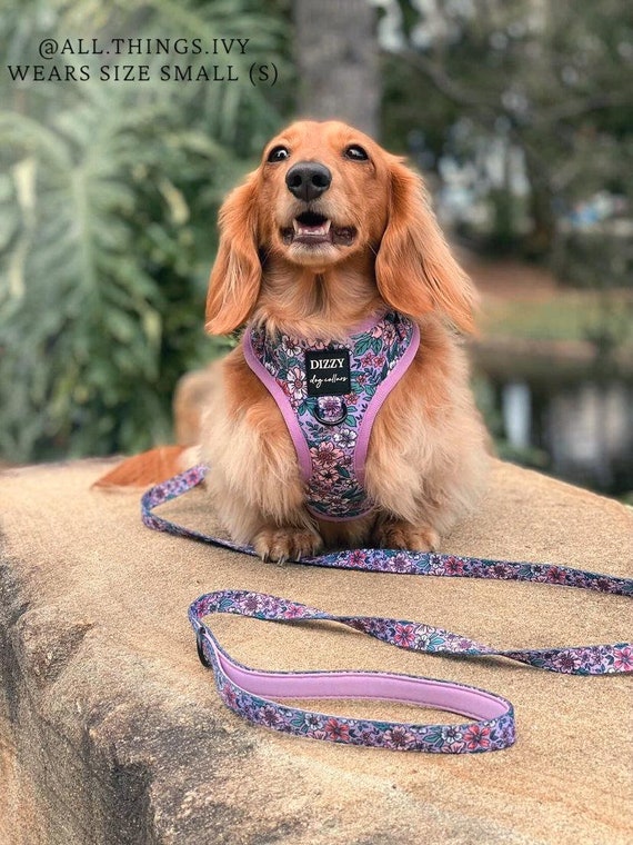 Dizzy dog collars hotsell