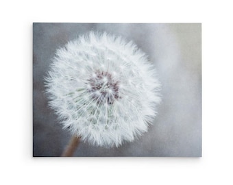 Dandelion Wall Art - Large Canvas Print - Botanical Photography - Grey Neutral Wall Art - Rustic Floral Art - Wild Flower Picture