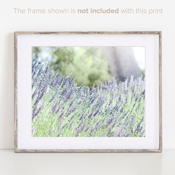 Lavender Print, Farmhouse Wall Art, Bathroom Wall Art, Flower Prints, Rustic Farmhouse Picture, Purple Pastel Decor, Country Photograph