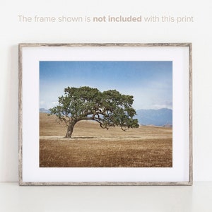 California Landscapes, Photographic Wall Decor, Santa Ynez Valley, Oak Tree Photography, Photographic Print - Windswept