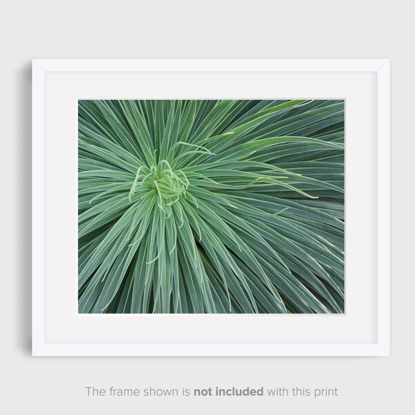 Green Decor, Botanical Decor, Photographic Print, Floral Wall Decor, Succulent Nature Photography, Living Room Decor, Abstract Art