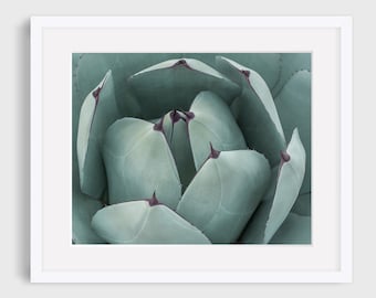 Teal Green Print, Botanical Wall Decor, Fine Art Photography, Succulent Photography, Southwestern Prints