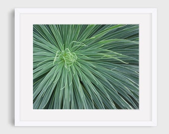 Green Decor, Botanical Decor, Photographic Print, Floral Wall Decor, Succulent Nature Photography, Living Room Decor, Abstract Art