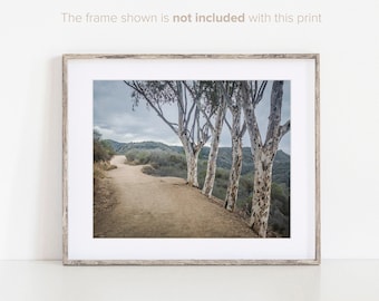 Southern California Print, Landscape Photography, Santa Monica Mountains, Eucalyptus Trees Print, Will Rogers State Park