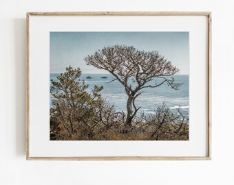 May include: A framed landscape photograph featuring a lone, bare-branched tree standing on a coastal cliff overlooking a calm blue ocean. The scene includes sparse, dry vegetation in the foreground and distant rock formations in the water under a clear sky.
