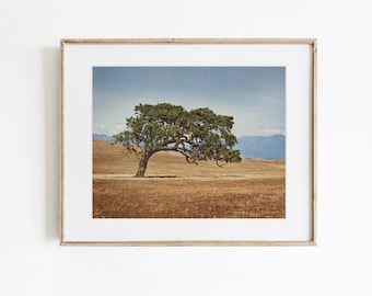 California Landscapes, Photographic Wall Decor, Santa Ynez Valley, Oak Tree Photography, Photographic Print - Windswept
