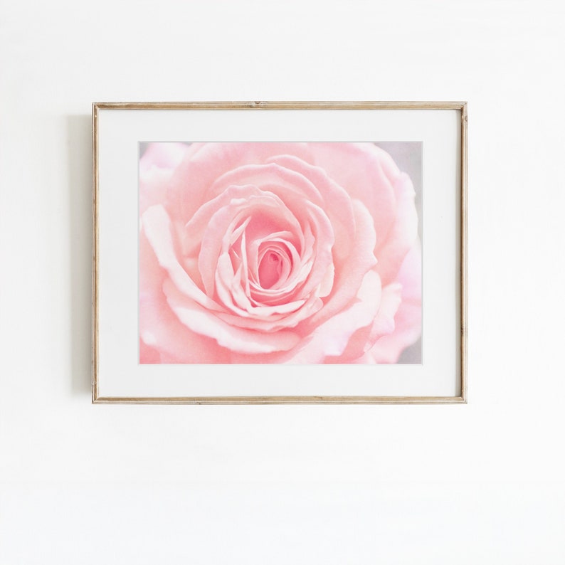 Pu&ograve; includere: Primo piano di una rosa rosa tenue con petali delicati.