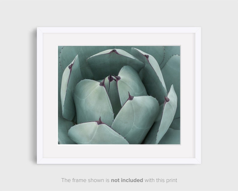 Teal Green Print, Botanical Wall Decor, Fine Art Photography, Succulent Photography, Southwestern Prints image 2