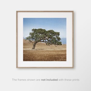 May include: A solitary tree with a twisted trunk and branches stands in a field of dry grass under a blue sky with white clouds.