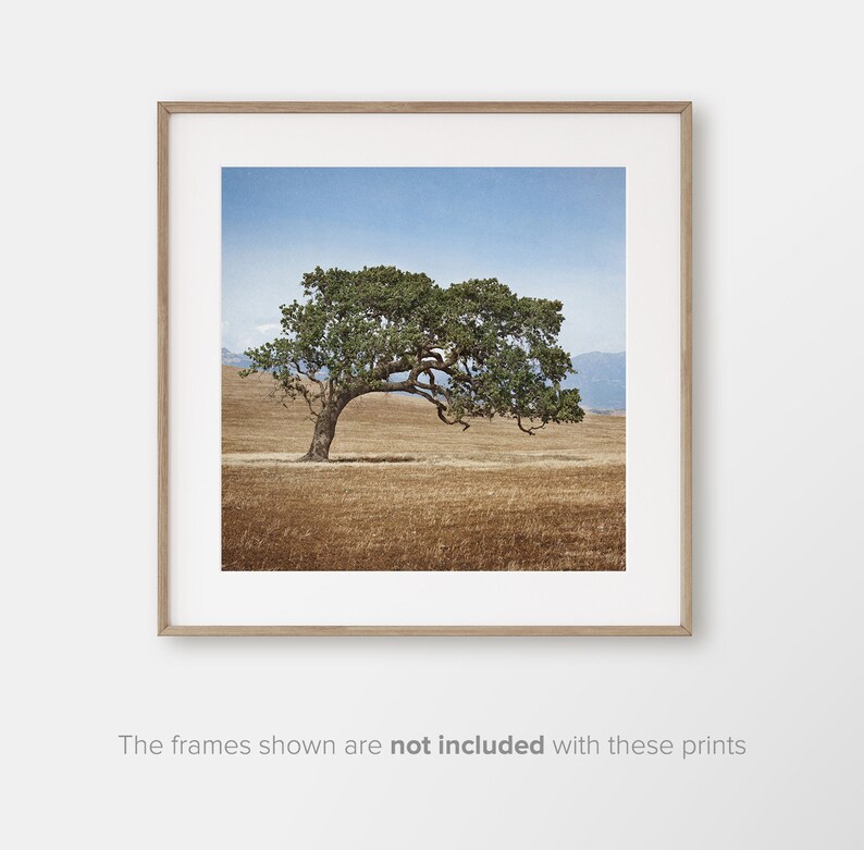 May include: A solitary tree with a twisted trunk and branches stands in a field of dry grass under a blue sky with white clouds.