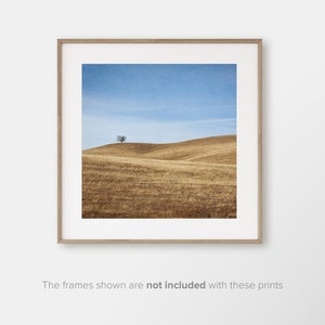 May include: A solitary tree stands on a hilltop overlooking a field of dry, golden grass. The sky is a clear blue.