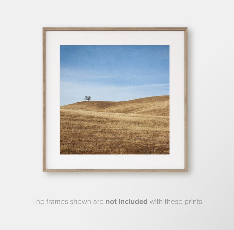 May include: A solitary tree stands on a hilltop overlooking a field of dry, golden grass. The sky is a clear blue.