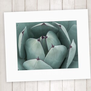 Teal Green Print, Botanical Wall Decor, Fine Art Photography, Succulent Photography, Southwestern Prints image 6