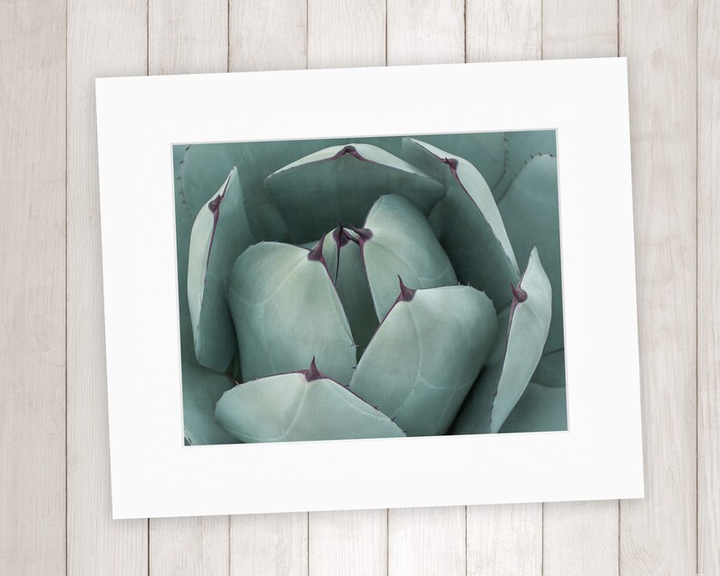 Teal Green Print, Botanical Wall Decor, Fine Art Photography, Succulent Photography, Southwestern Prints image 6
