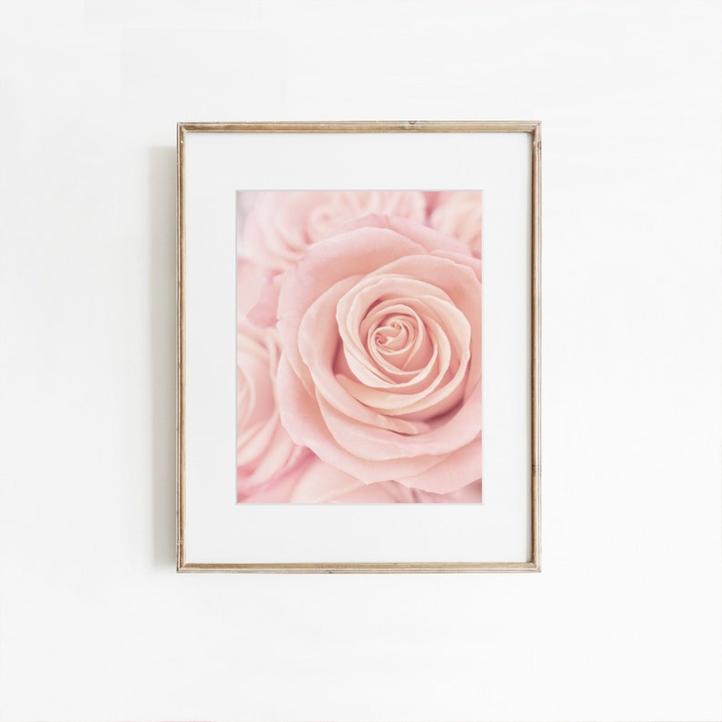Pink Rose Wall Art