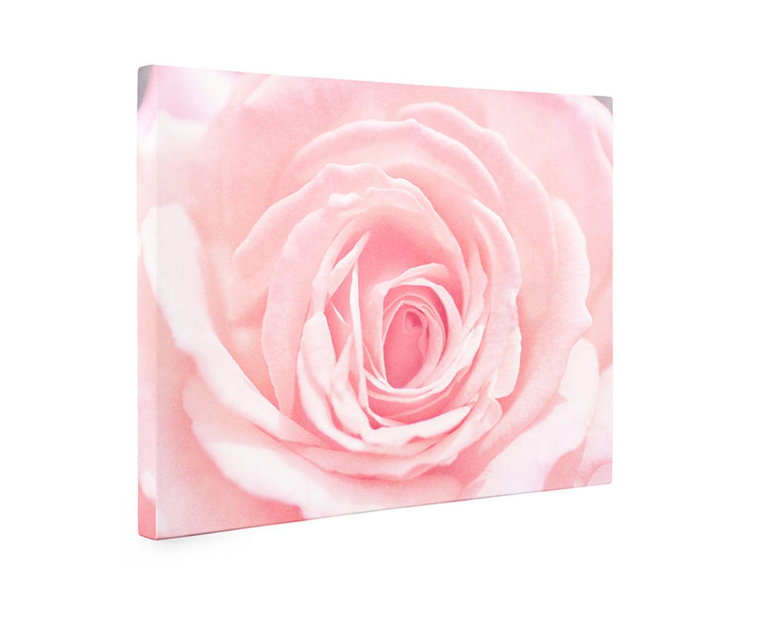 Pink Rose Wall Art - Botanical Print - Shabby Chic Decor - Large Canvas ...