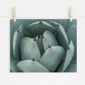 Teal Green Print, Botanical Wall Decor, Fine Art Photography, Succulent Photography, Southwestern Prints image 5