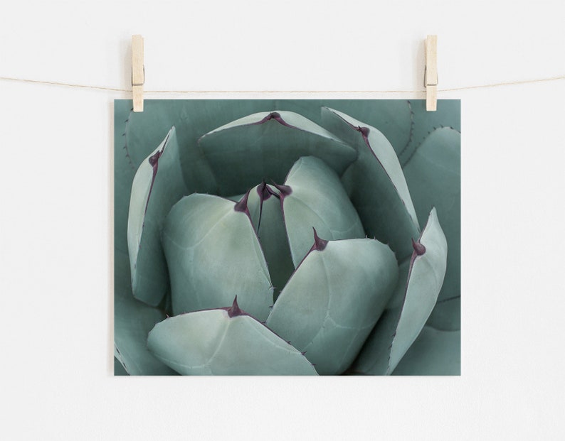 Teal Green Print, Botanical Wall Decor, Fine Art Photography, Succulent Photography, Southwestern Prints image 5