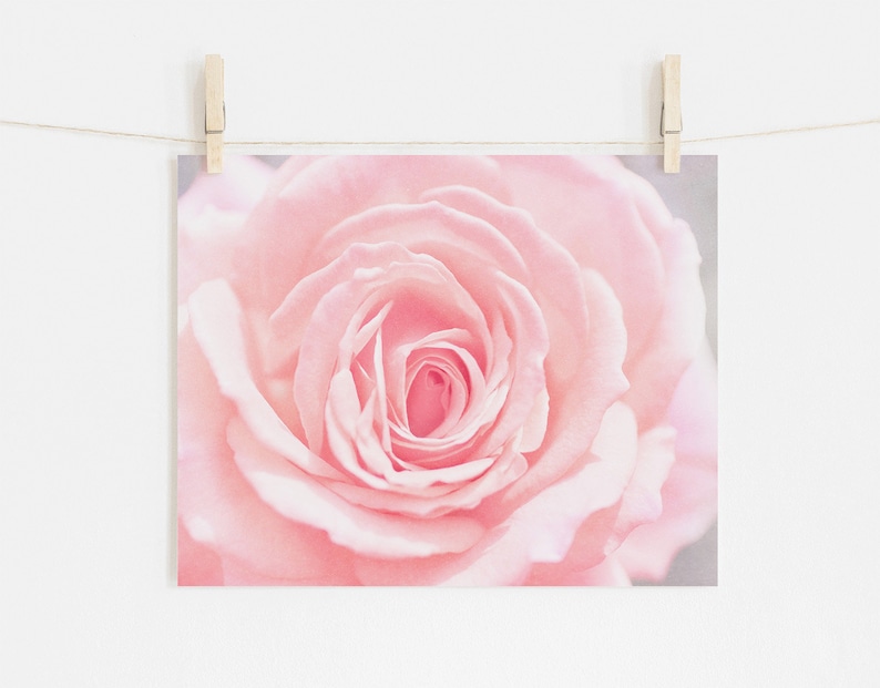Pu&ograve; includere: Primo piano di una rosa rosa tenue con petali delicati.