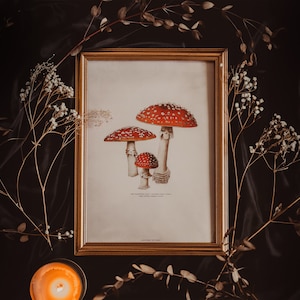 Fliegenpilz Pilze - Druck A4 | Inklusive lustiger versteckter Botschaft - Cottagecore, Dark Academia, Vintage Stil, Witchy Aesthetic, Kunstposter