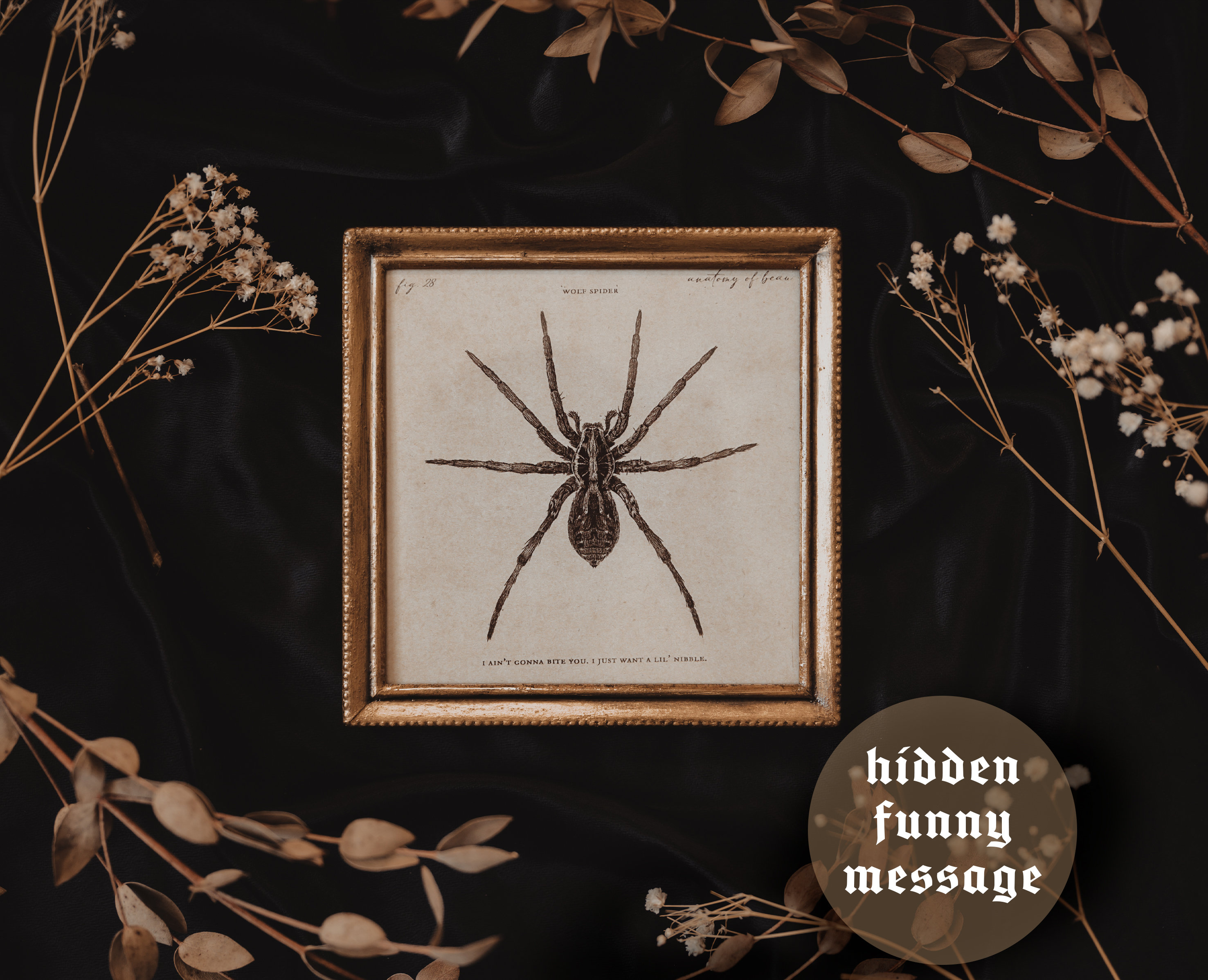 Wat voor soort spin is dit? Zuid-Ontario, Canada. Altijd in/rond mijn  hottub. Ongeveer 2,5 cm lang. : r/spiders, image size:2953x2396