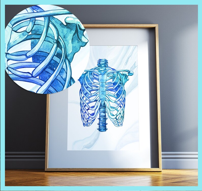 Anatomy Gift Ribcage Ribs Human Anatomy Art Science Wall Etsy