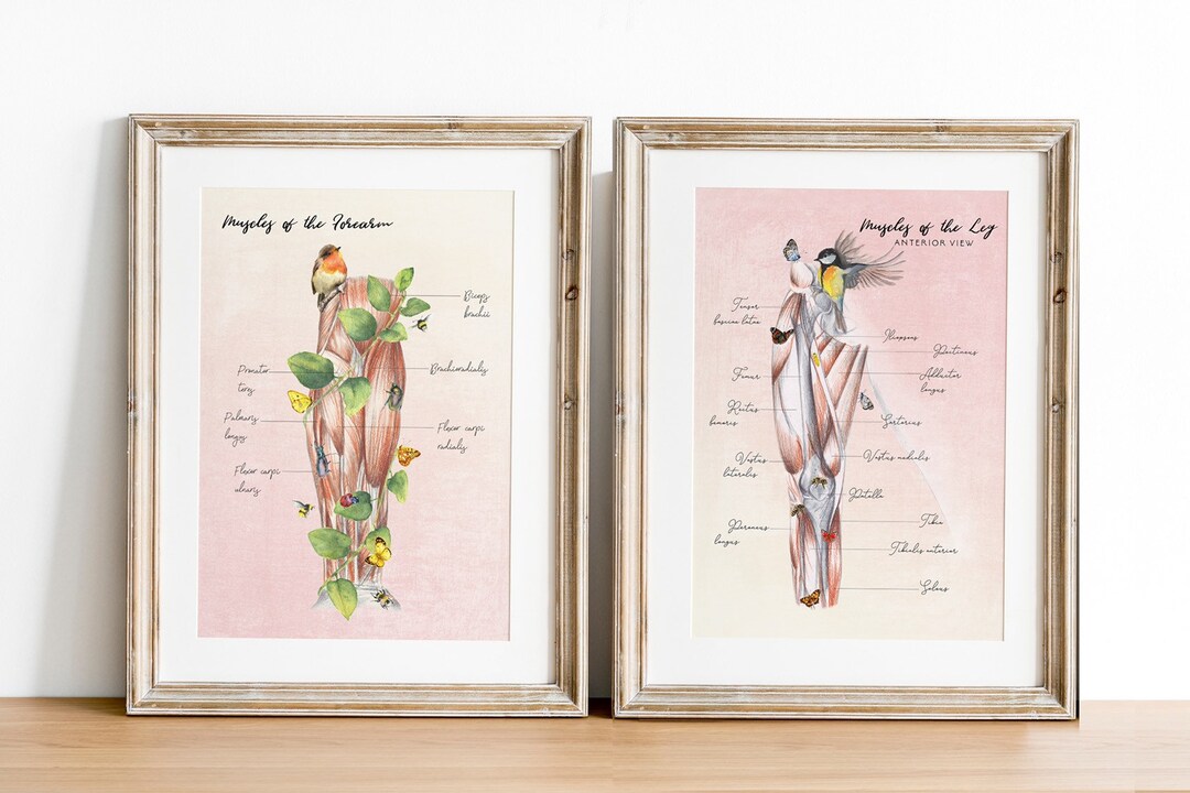 Massage Therapy Art Print Set Osteopathic Gifts Sports Medicine Gifts