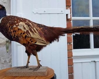 PHEASANT taxidermy