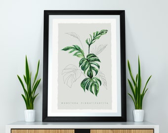 Botanical Plant Art Print - Cheese Plant 'Monstera'