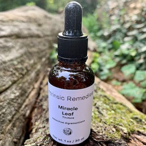 Organic Miracle Leaf Tincture (kalanchoe digremontiana)