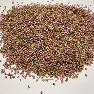 Organic Heather Flowers 1oz (Calluna vulgaris)
