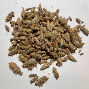 Wild Harvest Pine Tops 1oz (Pinus strobus)